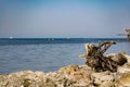 Old snags on a blue background, whimsical and crooked branches on felled dried tree trunks,