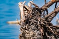 Old snags on a blue background, whimsical and crooked branches on felled dried tree trunks,