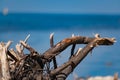 Old snags on a blue background, whimsical and crooked branches on felled dried tree trunks,