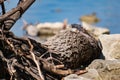 Old snags on a blue background, whimsical and crooked branches on felled dried tree trunks,