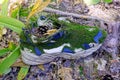 Old sneaker overgrown with green moss is on the grass and dry leaves