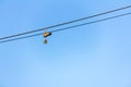 Old sneakers hanging on electrical wire with blue sky in the background Royalty Free Stock Photo