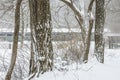 An old snowy barn behind acacia trees in nature reserve kruisbergse Bossen Royalty Free Stock Photo