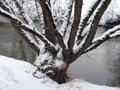 Snowy tree with many trunk in winter, Lithuania