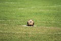 Old soccer ball on green grass Royalty Free Stock Photo