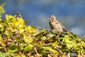 Old sparrow on plant Royalty Free Stock Photo