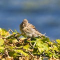 Old sparrow on plant Royalty Free Stock Photo
