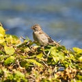 Old sparrow on plant Royalty Free Stock Photo
