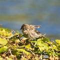 Old sparrow on plant Royalty Free Stock Photo