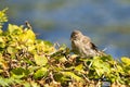 Old sparrow on plant Royalty Free Stock Photo