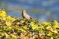 Old sparrow on plant Royalty Free Stock Photo