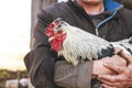 Old speckled rooster chicken red comb in hands of elderly ma Royalty Free Stock Photo