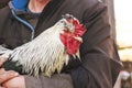 Old speckled rooster chicken red comb in hands of elderly ma Royalty Free Stock Photo