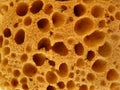 Old sponge texture