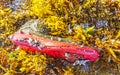 Old sports shoe with shells on beach with sea weed Mexico