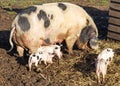 An Old Spot Sow Feeding Her Young Royalty Free Stock Photo