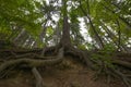 old spruce tree with huge roots Royalty Free Stock Photo