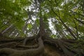 Old spruce tree with huge roots Royalty Free Stock Photo