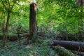 Old spruce tree stump in summer sunlight