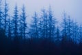 Old spruce trees in a gloomy foggy forest