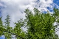 Old spruse against blue sky with clouds Royalty Free Stock Photo