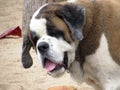 Old St.Bernard dog - Pattaya Thailand