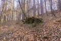 an old stack with trunks in the woods