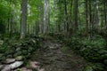 Old Stacked Stone Fence Lines Tail Through Forest Royalty Free Stock Photo