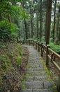 Old stair climbing steps in deep forest Royalty Free Stock Photo