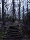 Old stair in forest Royalty Free Stock Photo