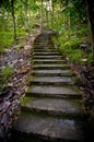 Old staircase in the middle of the forest