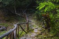 Old staircase with stone steps covered with moss and railing from tree branches leads into the wilds