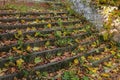 An old staircase strewn with bright yellow leaves. Autumn leaf fall. Dry foliage Royalty Free Stock Photo