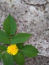 crack on the old step, flower and grass