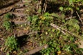 Old stairs in the forest Royalty Free Stock Photo