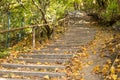 old stairs inside of a forest with yellow leaves Royalty Free Stock Photo
