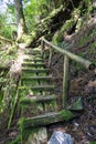 Old stairs in moss forest in Yakushima Island