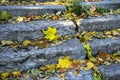 The Old Stairs Overgrown With Grass In Autumn