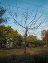 Old standing dead tree with no crown, leaves or leaflets and a background of trees with blue sky and white clouds Royalty Free Stock Photo