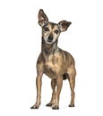 Old standing Miniature Pinscher graying, isolated Royalty Free Stock Photo