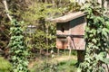 Old starling house on tree in forest Royalty Free Stock Photo