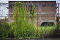 Old steel fence covered with ivy in front of wilderness house