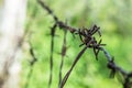 Steel fencing wire or barbed wire Royalty Free Stock Photo