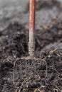 Old steel pitchforks in a pile of manure , fertilize fields Royalty Free Stock Photo