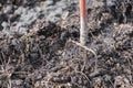 Old steel pitchforks in a pile of manure , fertilize fields Royalty Free Stock Photo