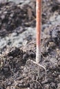 Old steel pitchforks in a pile of manure , fertilize fields Royalty Free Stock Photo