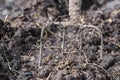 Old steel pitchforks in a pile of manure , fertilize fields Royalty Free Stock Photo