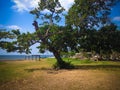 Old Stems Branches Leaves Of Beach Shade Tree In The Dry Season On A Sunny Day At The Village