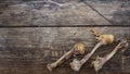 A gnawed bone Royalty Free Stock Photo