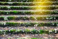 old steps overgrown with green moss are covered with fallen leav Royalty Free Stock Photo